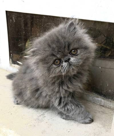 Grey pershian Kitten male For sale