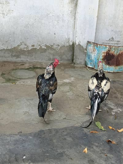 pir pic 10000 hy quality birds