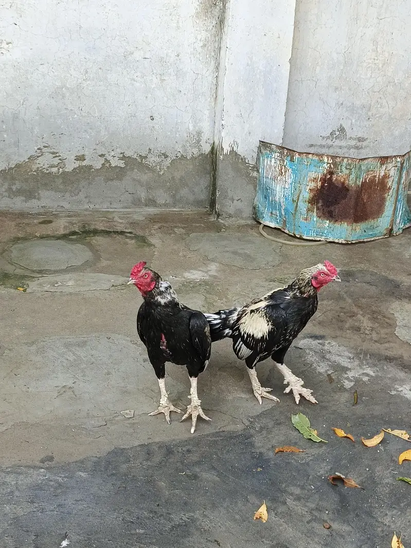 pir pic 10000 hy quality birds — photo 2
