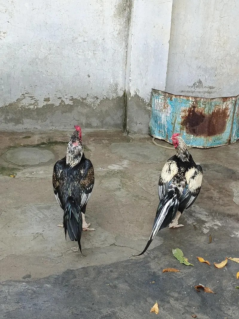 pir pic 10000 hy quality birds — photo 3