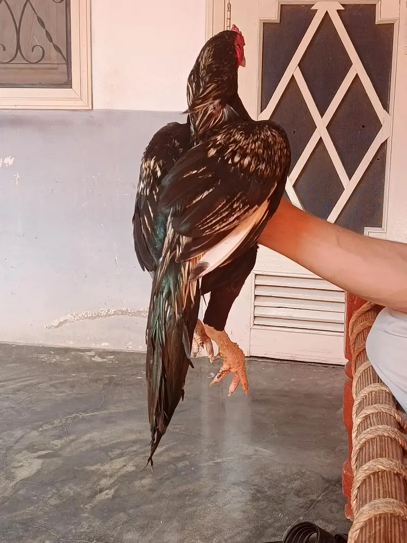 pir pic 10000 hy quality birds — photo 4