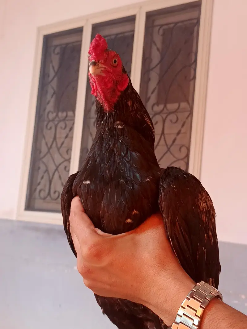 pir pic 10000 hy quality birds — photo 5