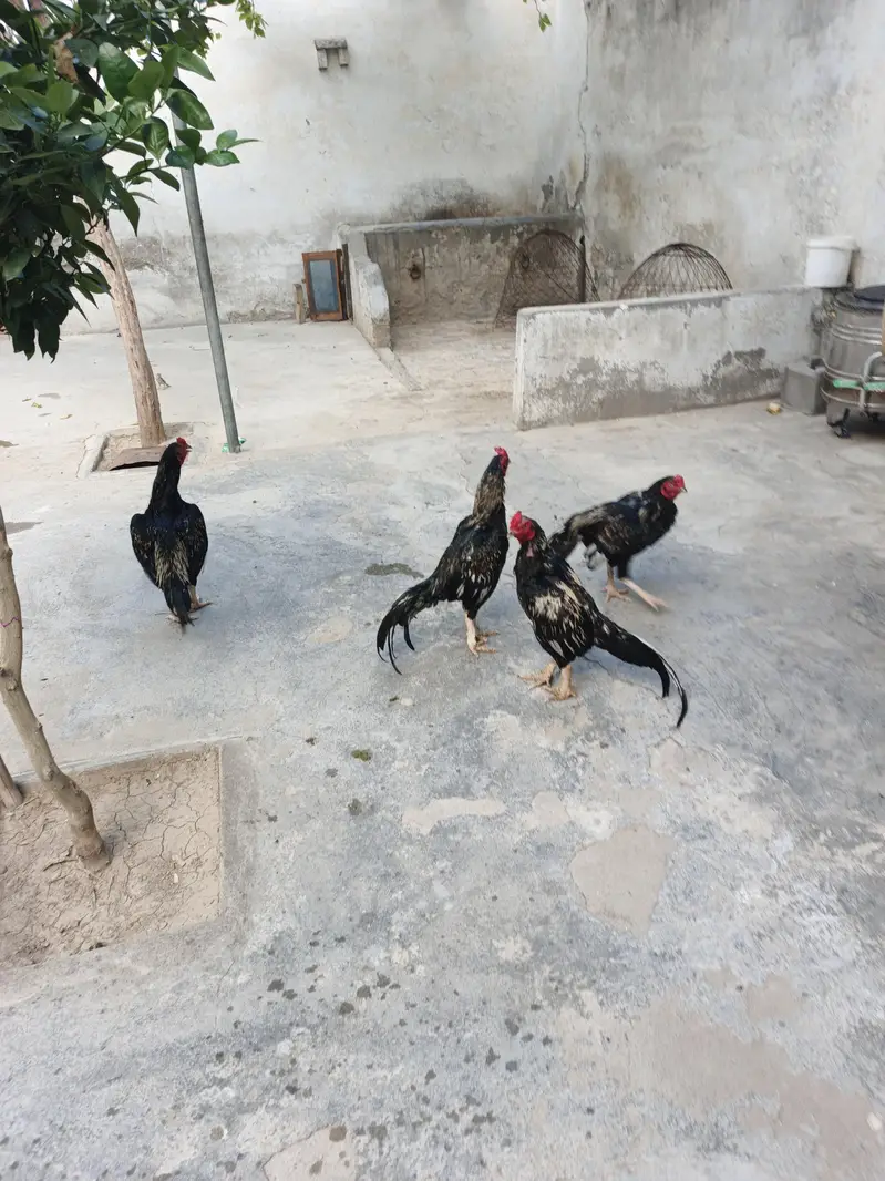pir pic 10000 hy quality birds — photo 6