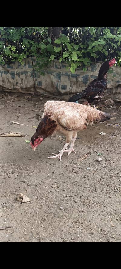 Nayab aseep madi