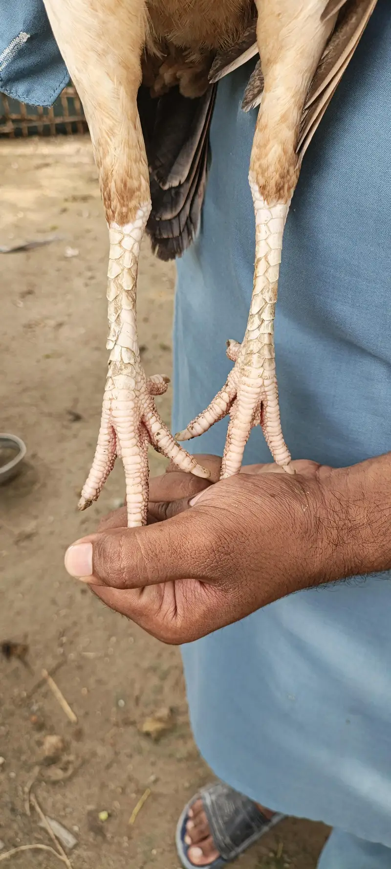 Nayab aseep madi — photo 2