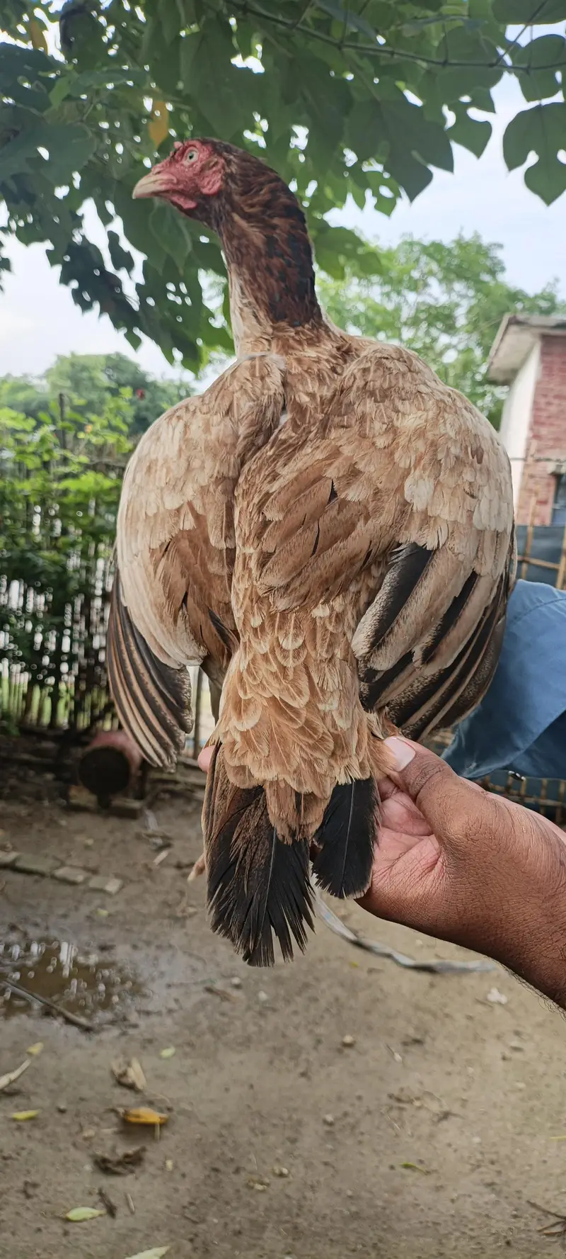 Nayab aseep madi — photo 3