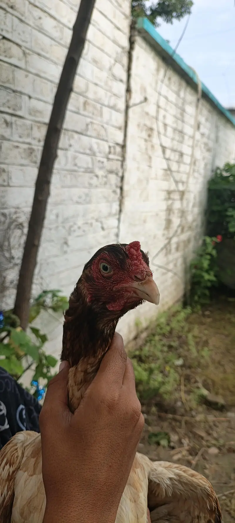 Nayab aseep madi — photo 4
