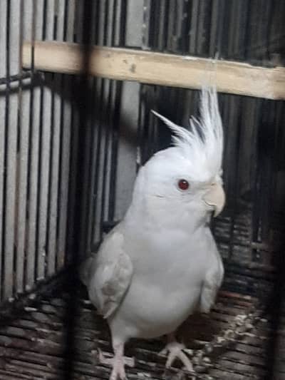 Cockatiels birds for sale
