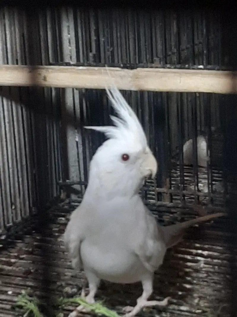 Cockatiels birds for sale — photo 2