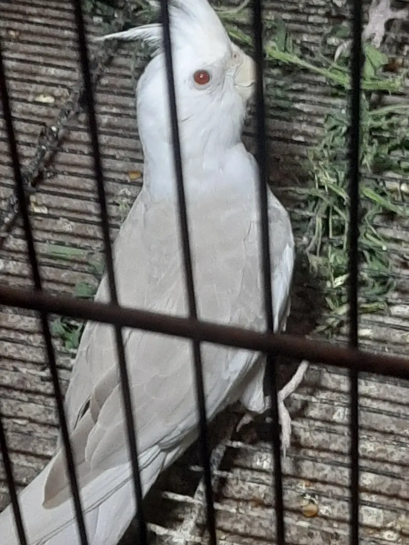 Cockatiels birds for sale — photo 3