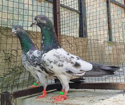 mian nazeer wala golden pair+salara teddy pair
