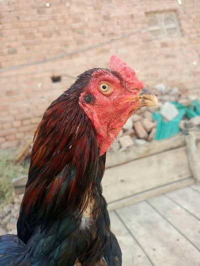 lasani aseel male for sale