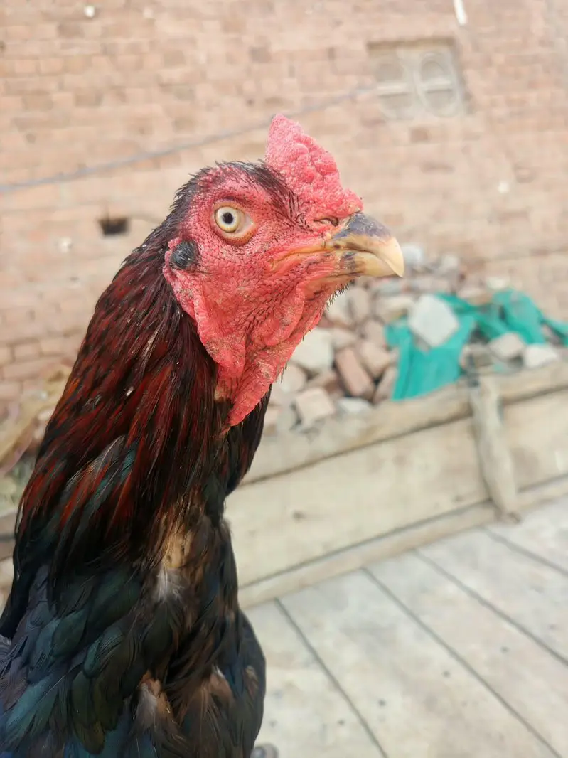 lasani aseel male for sale — photo 2