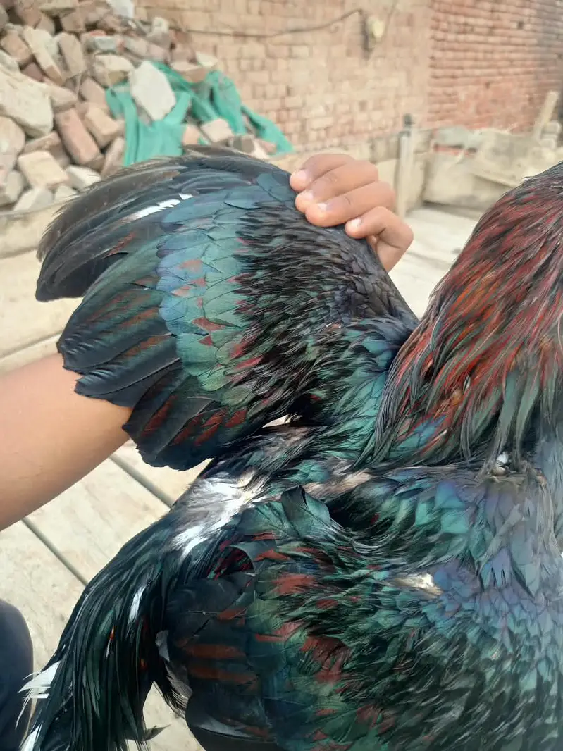 lasani aseel male for sale — photo 3