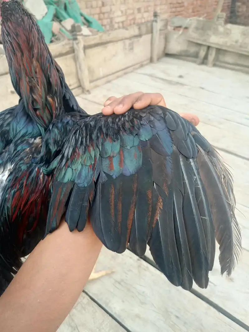 lasani aseel male for sale — photo 4