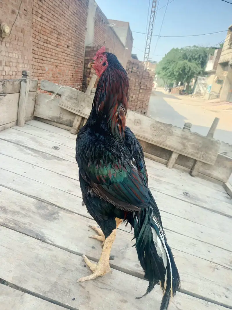 lasani aseel male for sale — photo 5