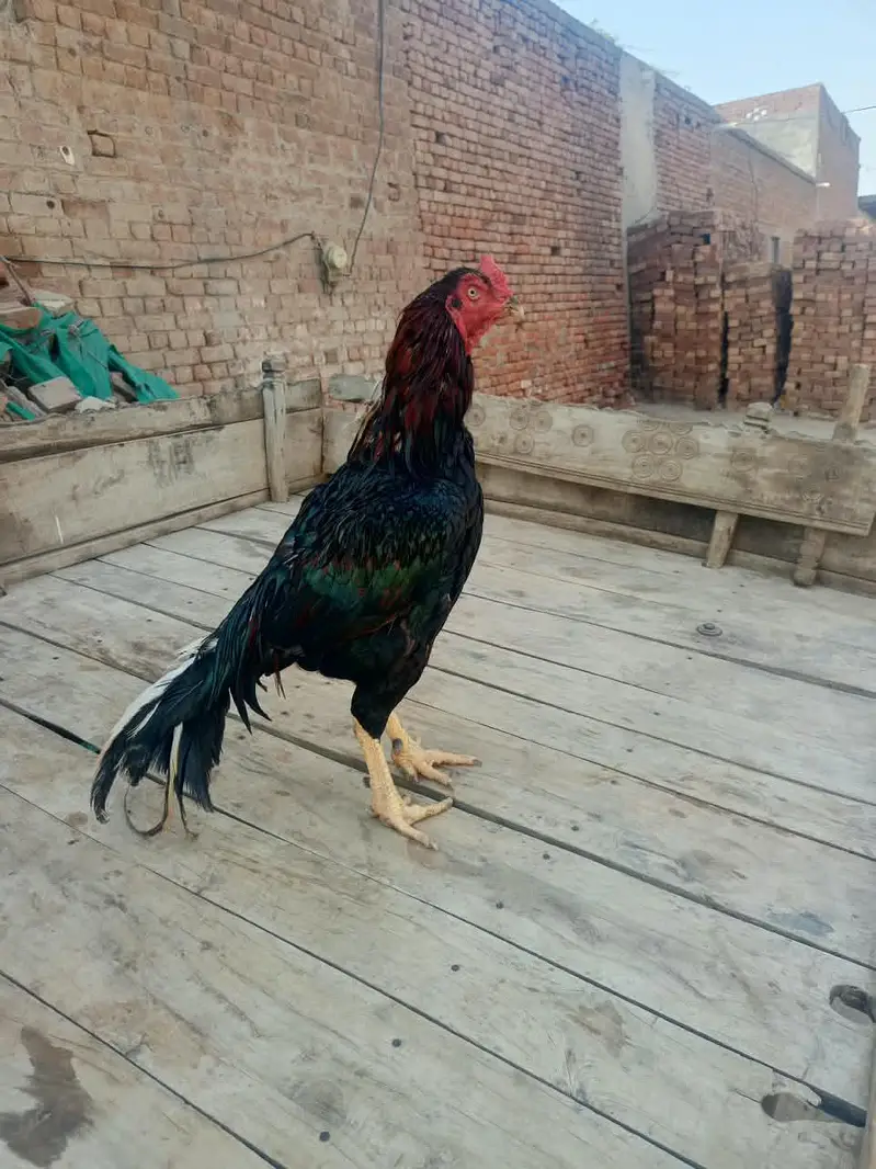 lasani aseel male for sale — photo 6