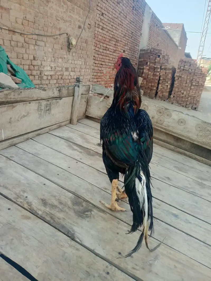 lasani aseel male for sale — photo 7