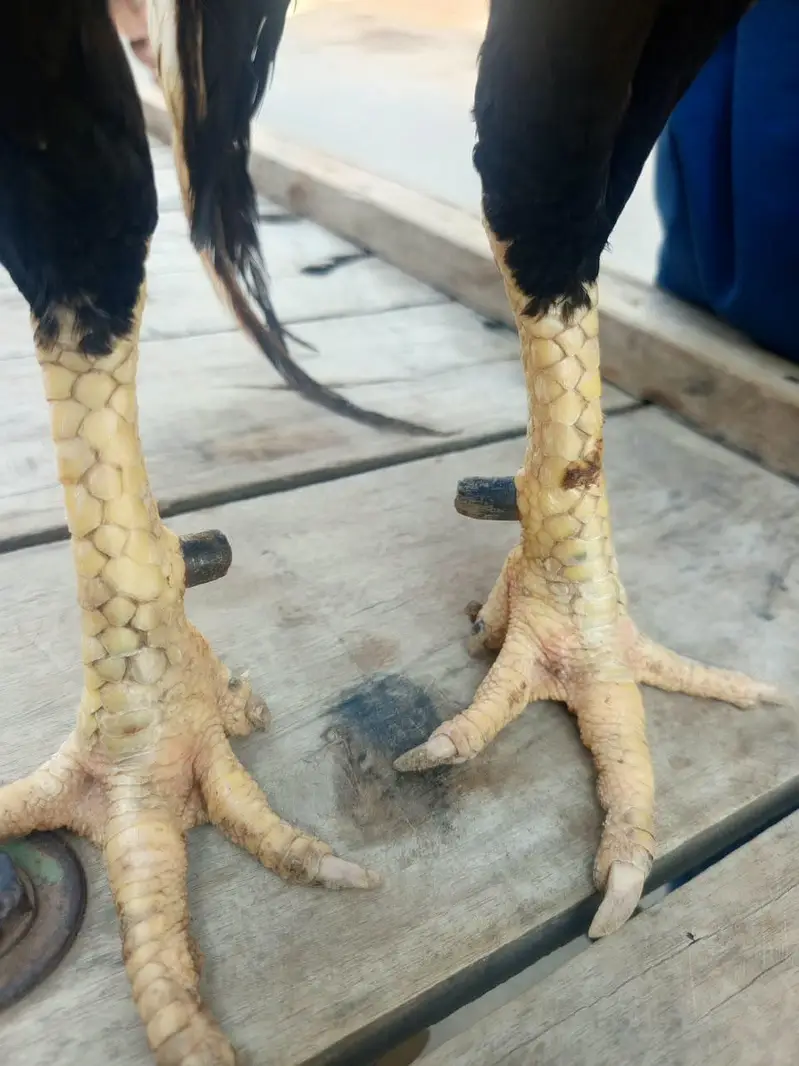 lasani aseel male for sale — photo 8