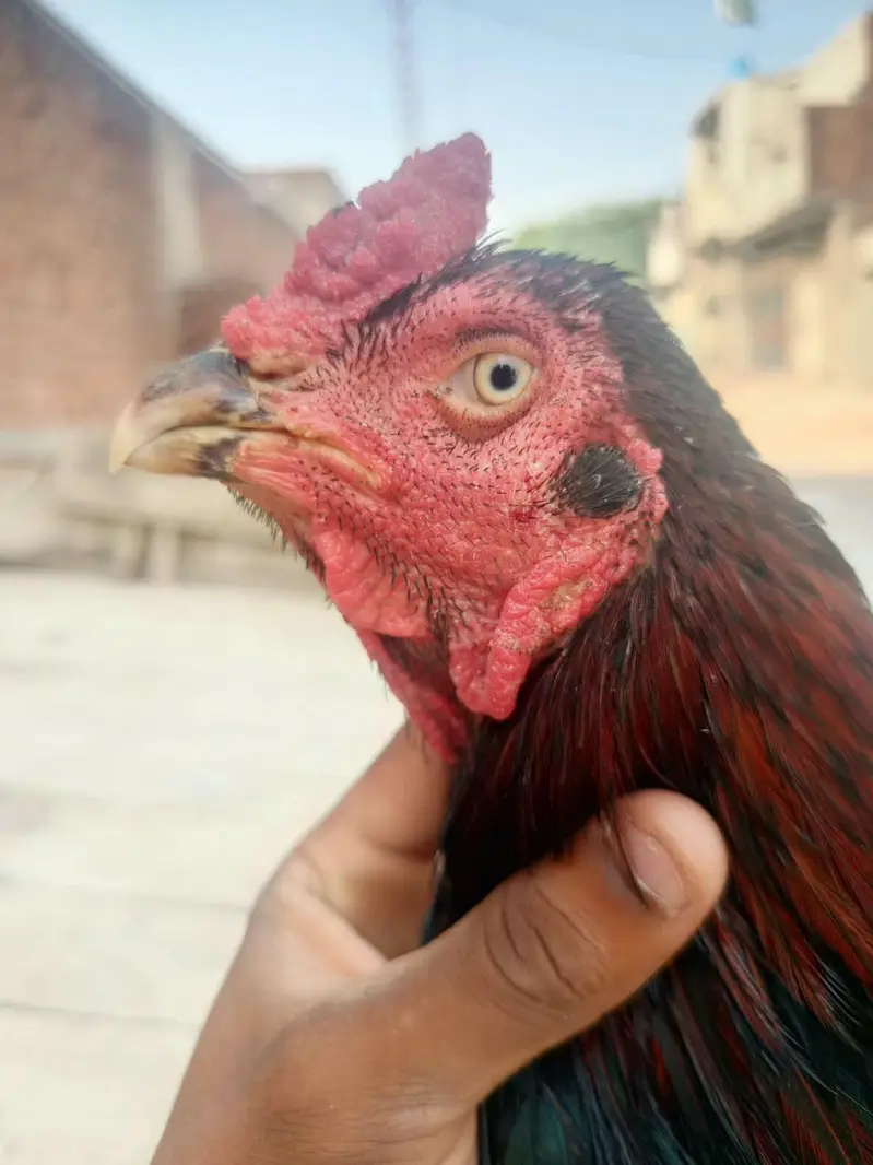 lasani aseel male for sale — photo 9
