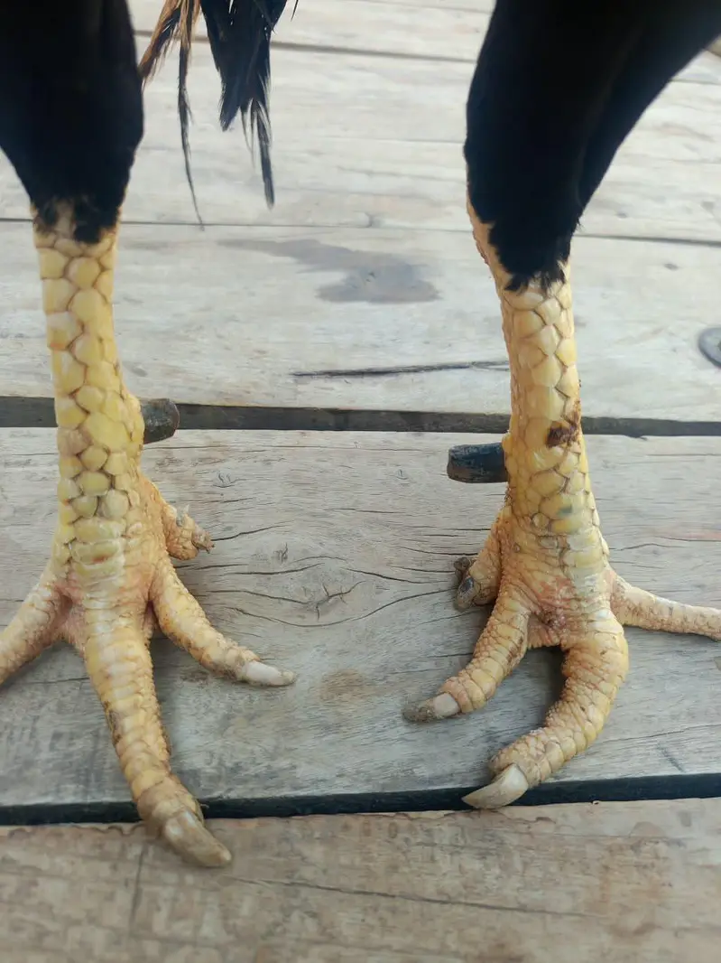 lasani aseel male for sale — photo 10