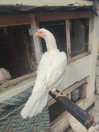 White Aseel Male Female For sale
