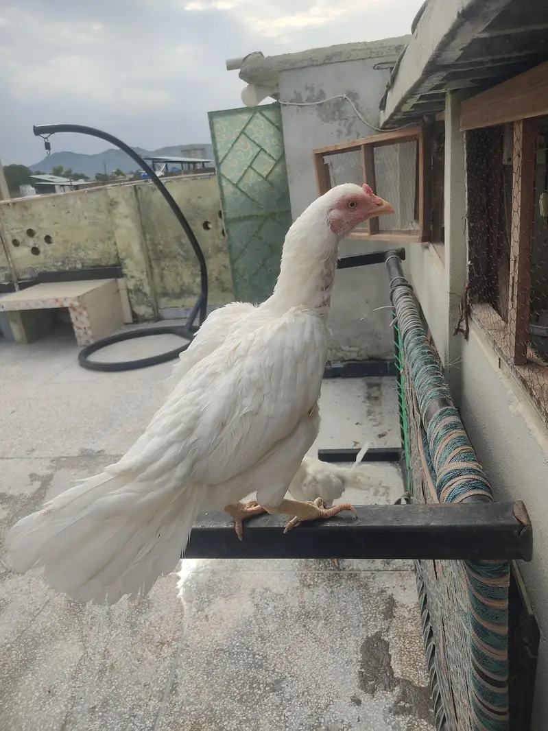 White Aseel Male Female For sale — photo 2