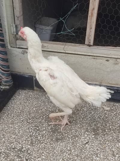 White Aseel Male Female For sale