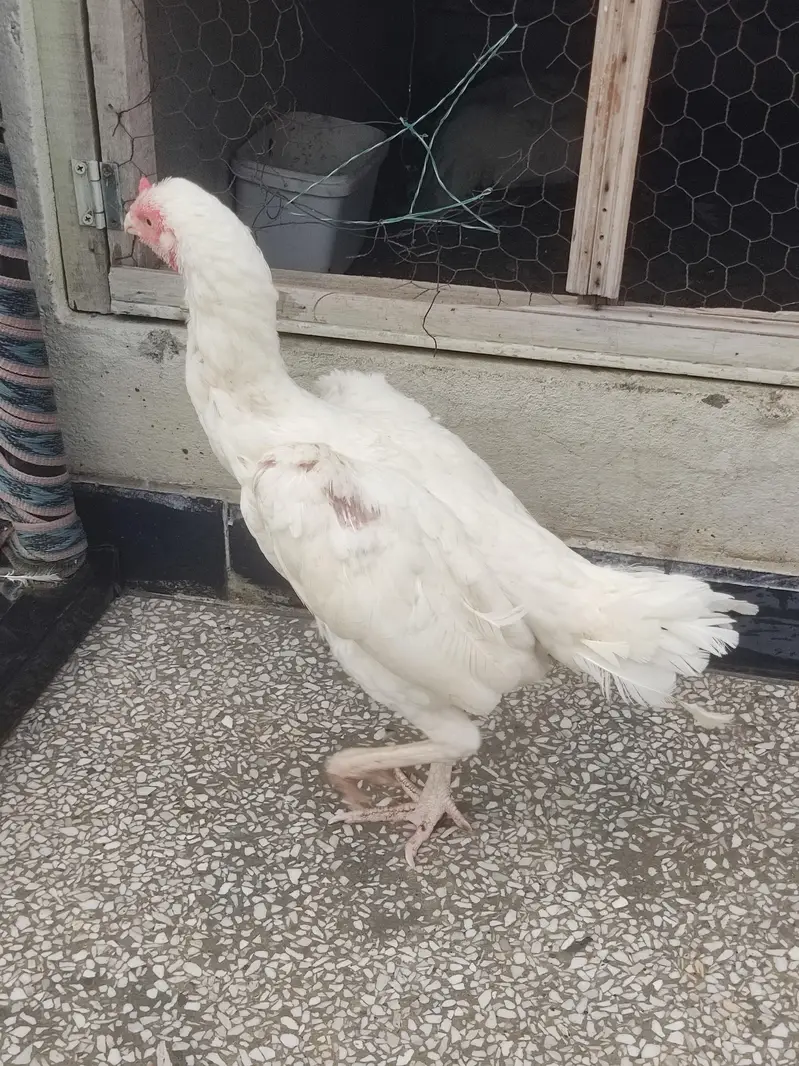 White Aseel Male Female For sale — photo 3