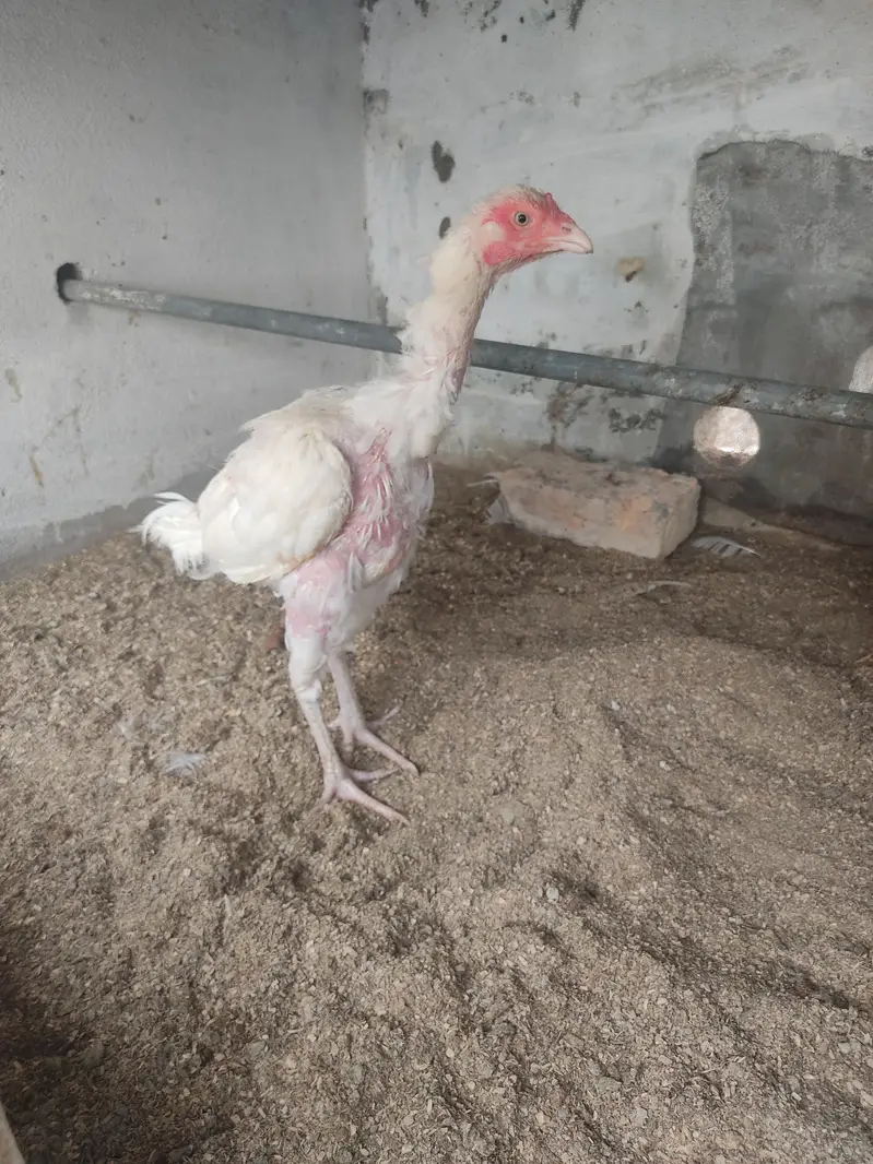 White Aseel Male Female For sale — photo 4