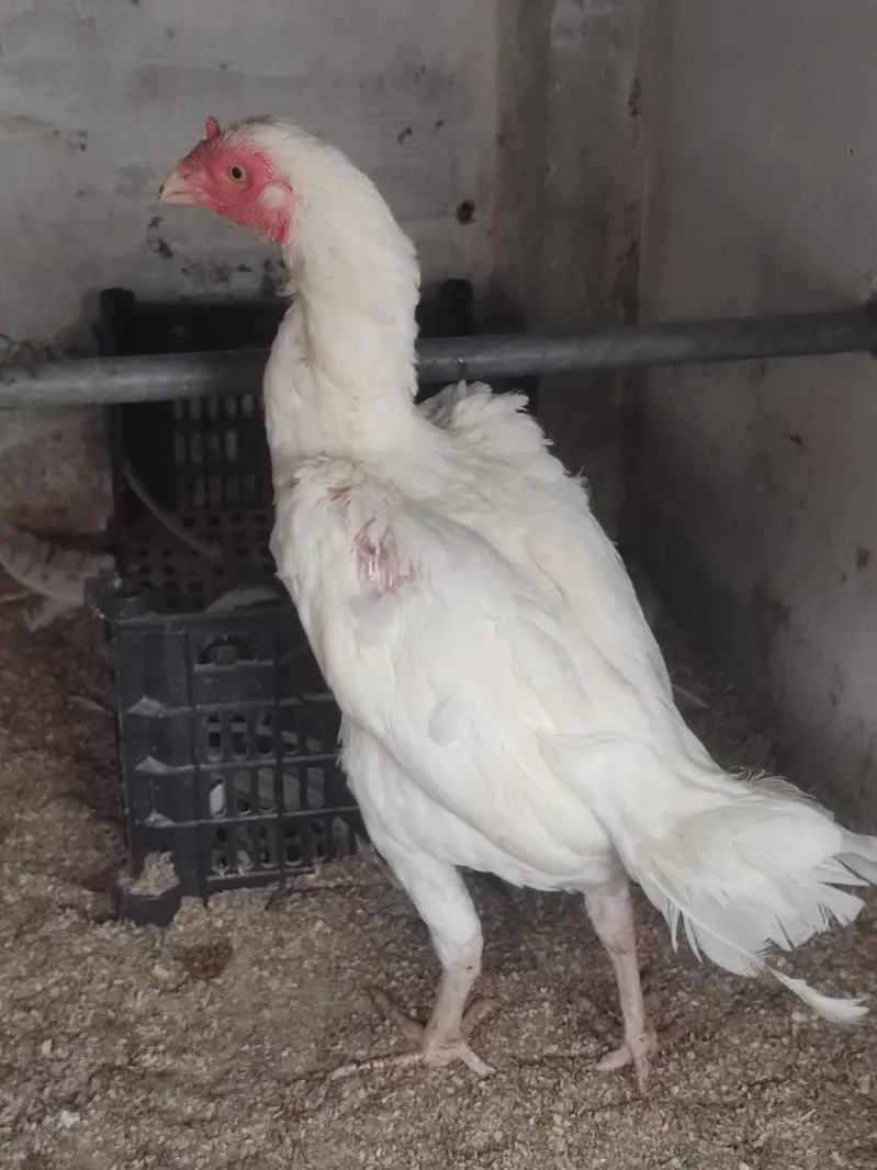 White Aseel Male Female For sale — photo 5