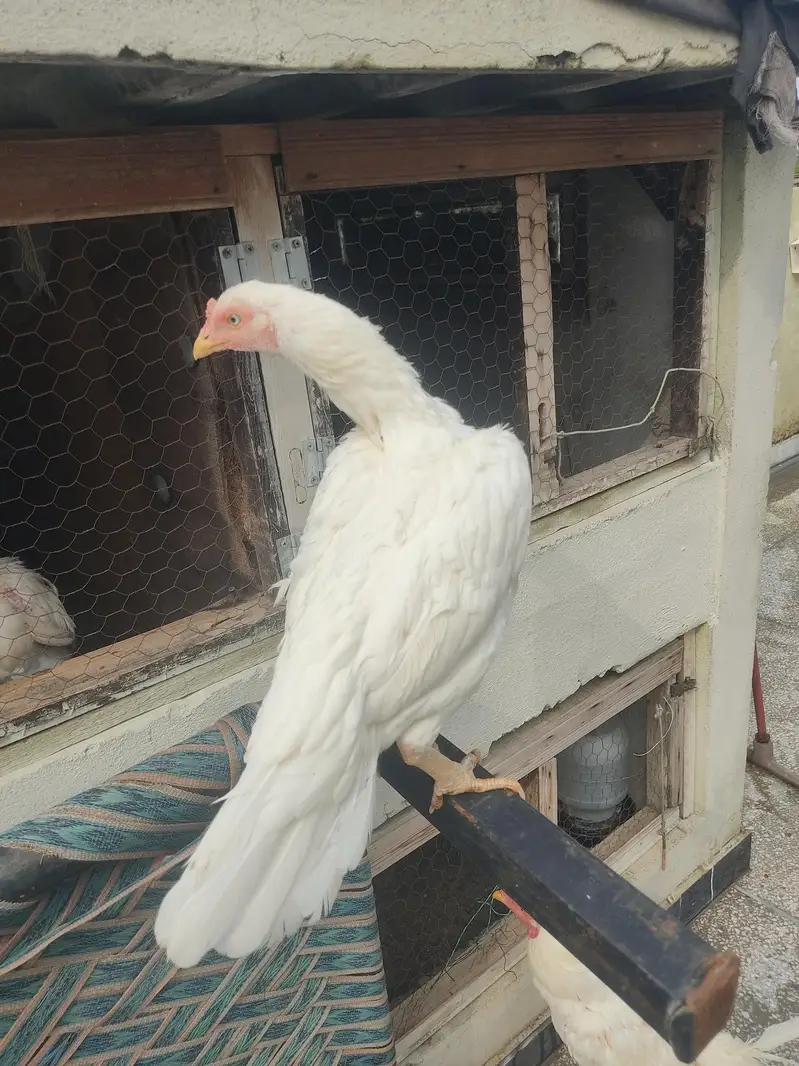 White Aseel Male Female For sale — photo 6