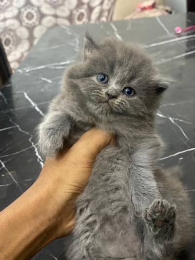 pershion kitten pair