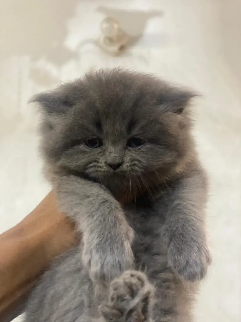 pershion kitten pair — photo 2
