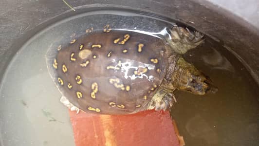 turtle for sall