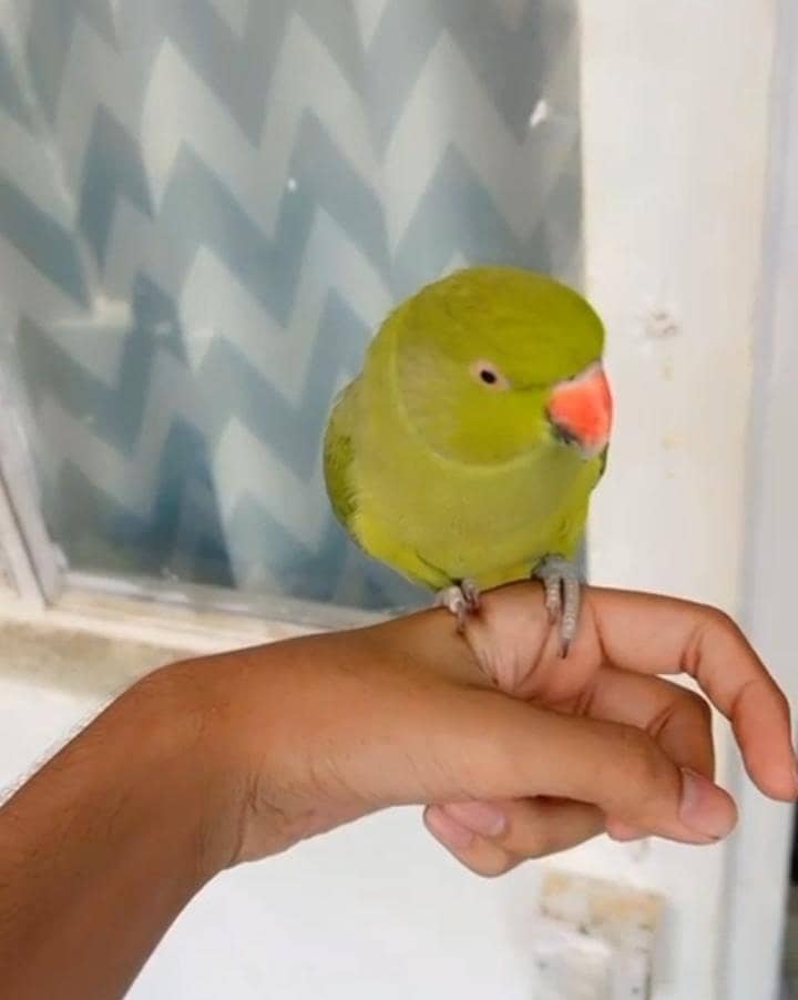 ringneck 0