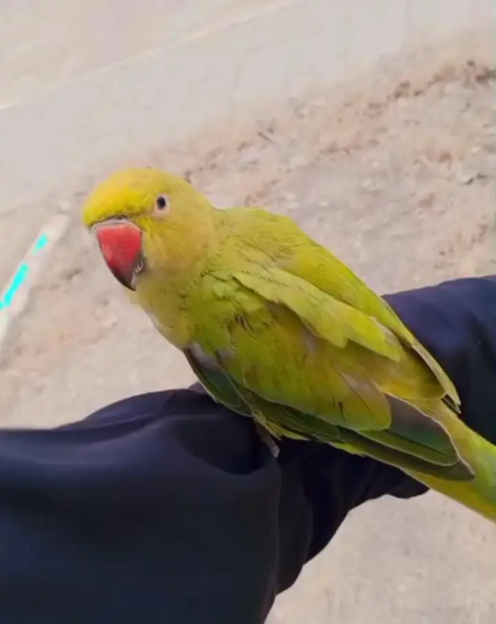 ringneck — photo 2
