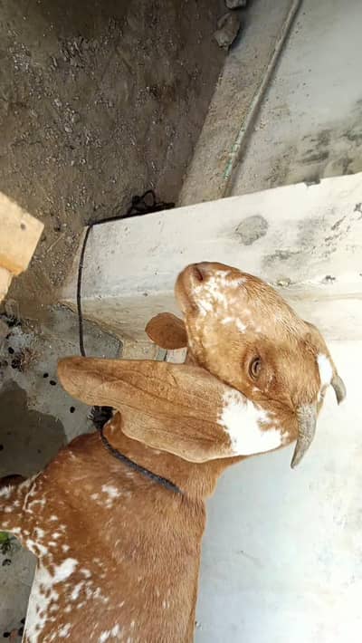 makki cheeni path goat makhi cheeni