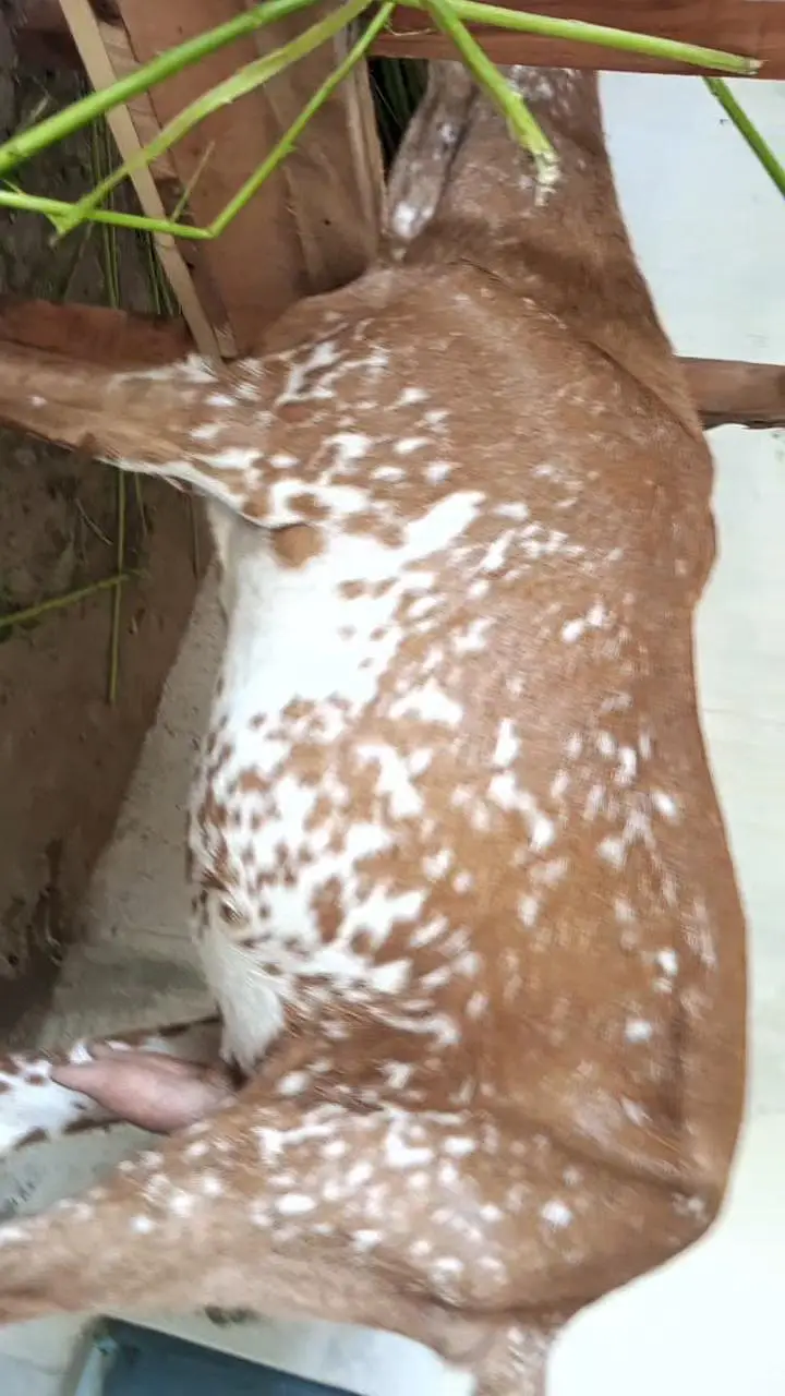 makki cheeni path goat makhi cheeni — photo 2