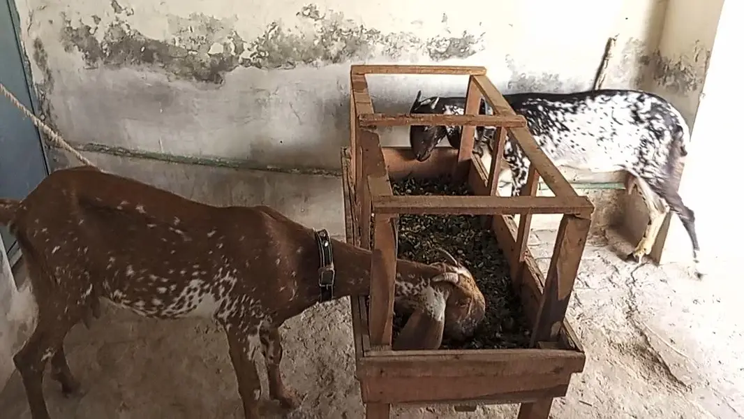 makki cheeni path goat makhi cheeni — photo 6