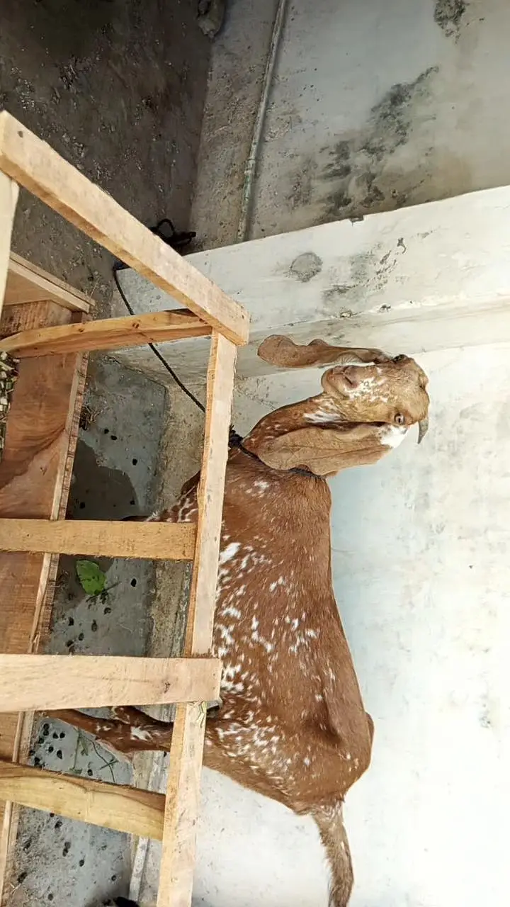 makki cheeni path goat makhi cheeni — photo 7