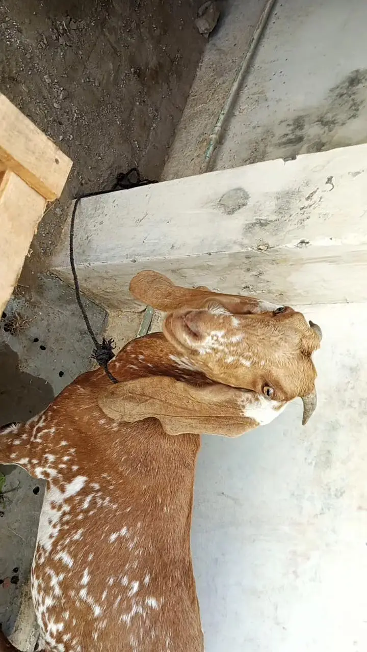 makki cheeni path goat makhi cheeni — photo 8
