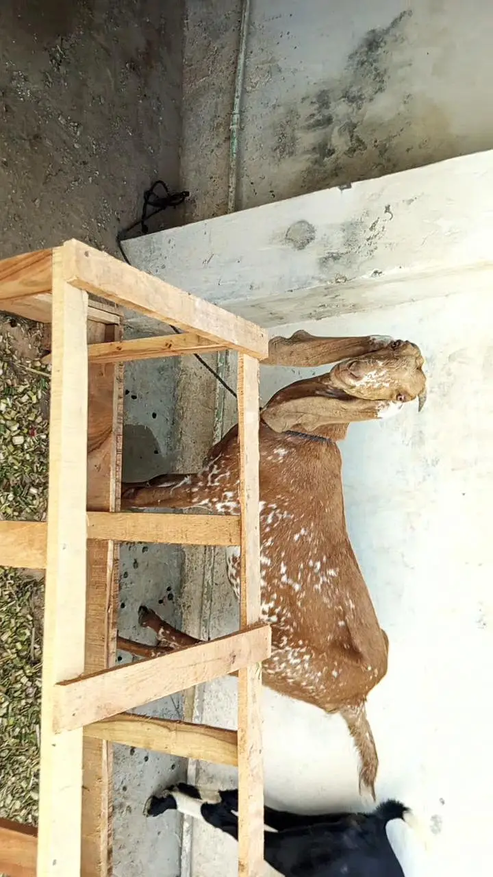 makki cheeni path goat makhi cheeni — photo 9