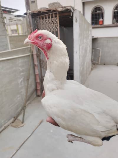 best quality Heera Madi pure quality