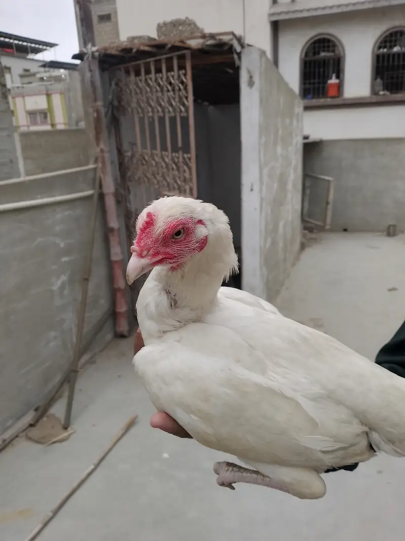 best quality Heera Madi pure quality — photo 2