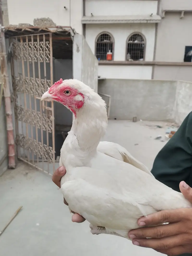 best quality Heera Madi pure quality — photo 3