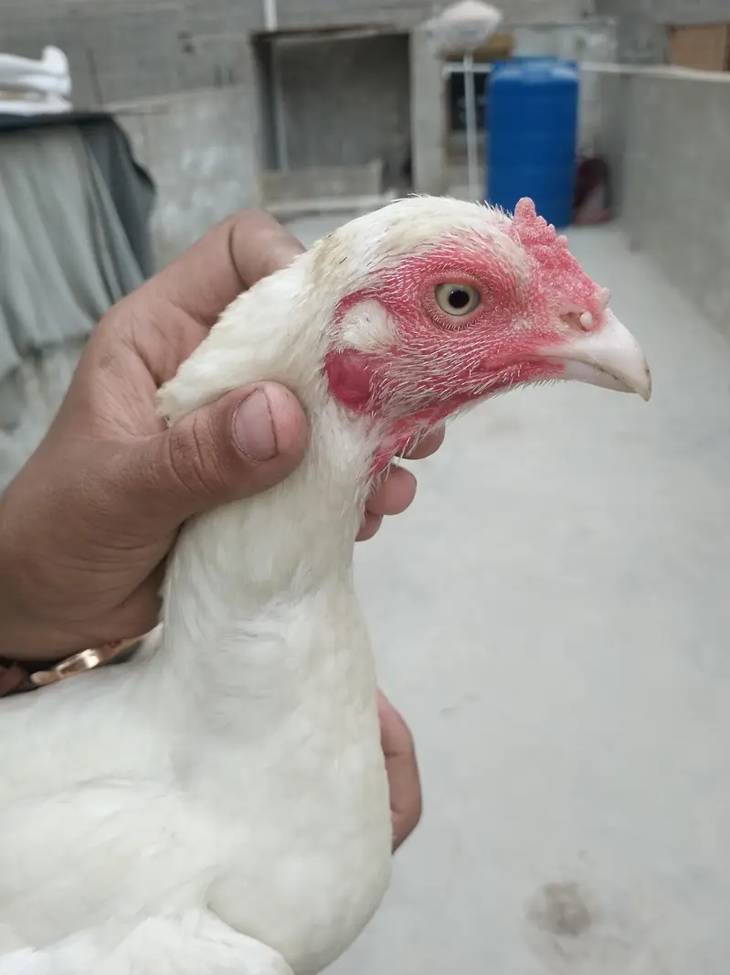 best quality Heera Madi pure quality — photo 4
