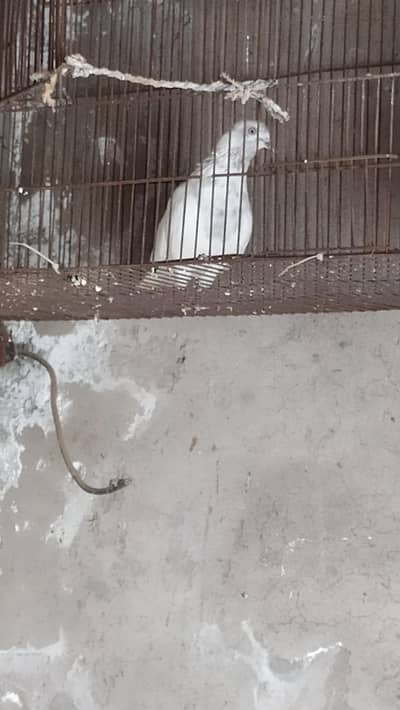 9 Peigen For Sale 2 Bathy 7 Adult