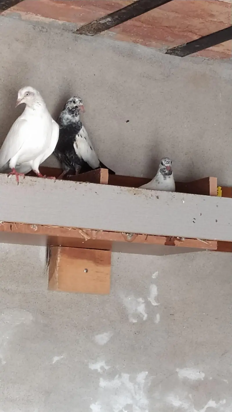9 Peigen For Sale 2 Bathy 7 Adult — photo 2