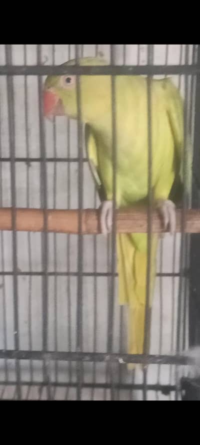 olive breader female for sale